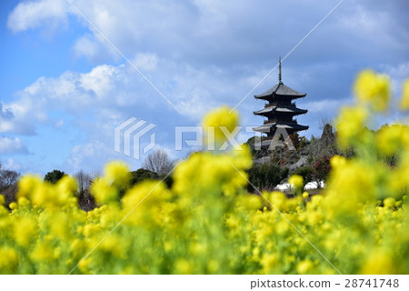 Rape flower and five-storied pagoda 28741748