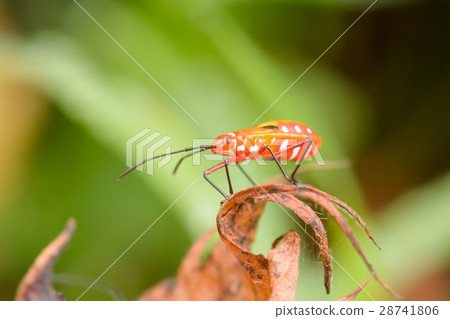 Hemiptera or True bugs Hemiptera or True bugs 28741806