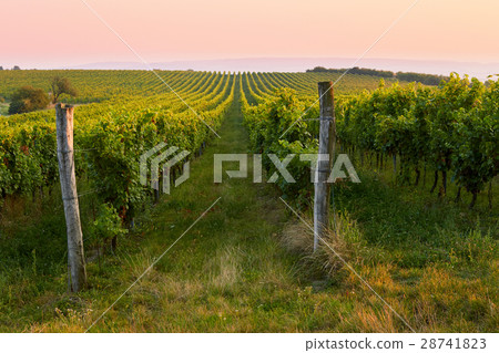 Evening view of the vineyards. Toned at sunset Evening view of the vineyards. Toned at sunset 28741823