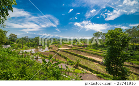 Wide green rice terraces at Bali Wide green rice terraces at Bali 28741910