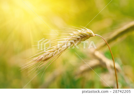 Wheat field Wheat field 28742205