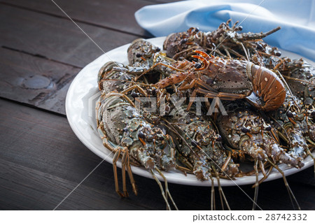 Spiny lobsters 28742332
