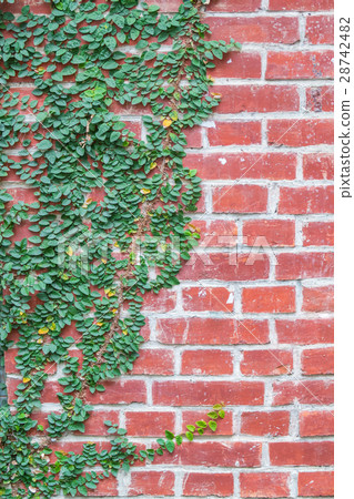 Climbing vine with brick wall Climbing vine with brick wall 28742482