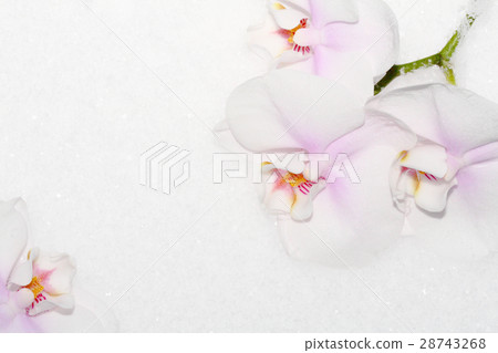 orchids 28743268