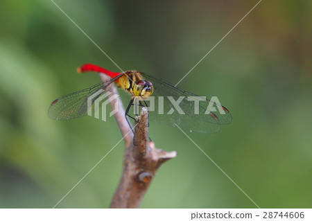 Mayutateakane (male) Mayutateakane (male) 28744606