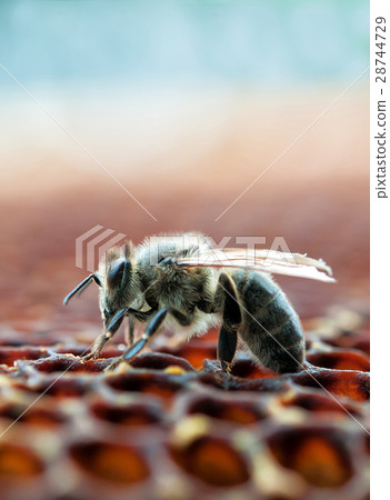 working bee working bee 28744729
