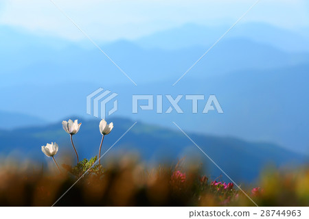 flowers 28744963