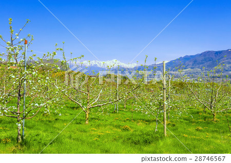 Apples flower and snowy Tanigawa mountain range 28746567