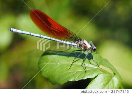 Japanese black strawberry (orange wing type · male) 28747545