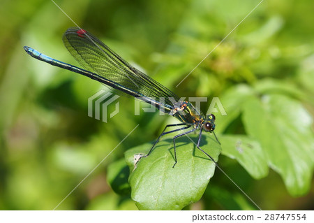 Japanese black strawberry (colorless wing male) 28747554