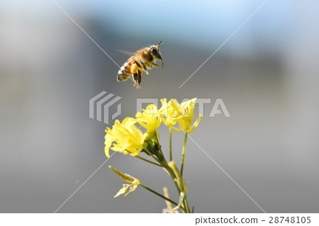油菜花和蜜蜂 油菜花蜜蜂 鹿兒島縣泉市 28748105