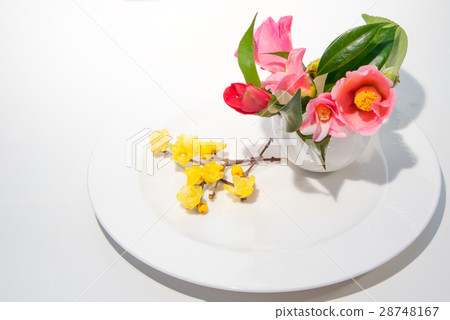 Early Spring Camellia and Rubai 28748167