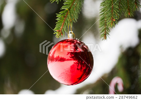 red christmas ball on fir tree branch with snow red christmas ball on fir tree branch with snow 28749662