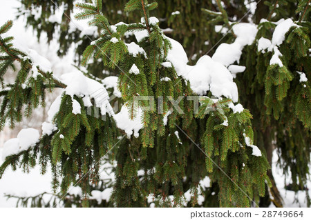 fir branch and snow in winter forest fir branch and snow in winter forest 28749664