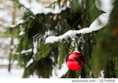 red christmas ball on fir tree branch with snow 28749666