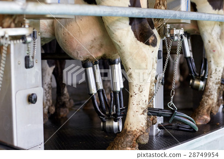 cows and milking machine at rotary parlour on farm cows and milking machine at rotary parlour on farm 28749954