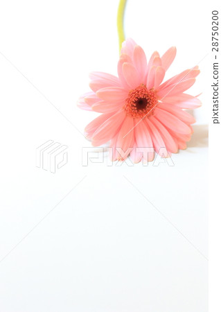 粉色非洲菊 粉色非洲菊 28750200
