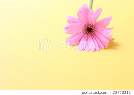 pink gerbera 28750211