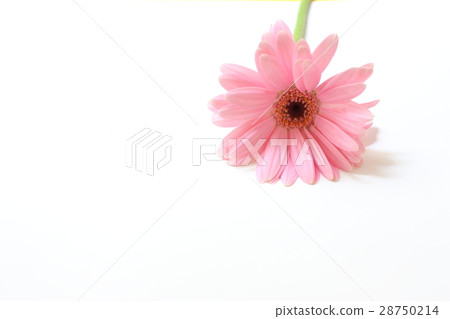 粉色非洲菊 粉色非洲菊 28750214