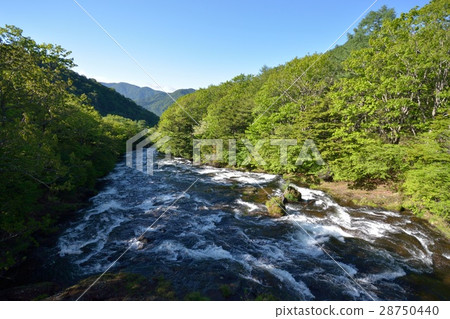 Fresh green and falls 28750440