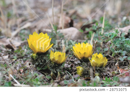 Fukuge Fukuge 28751075