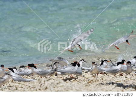 Venice who came back taking small fish 28751390