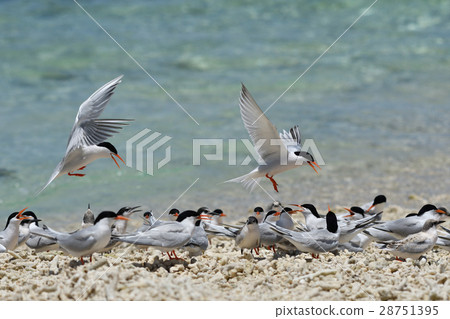 Pairs of venice back to herds Pairs of venice back to herds 28751395