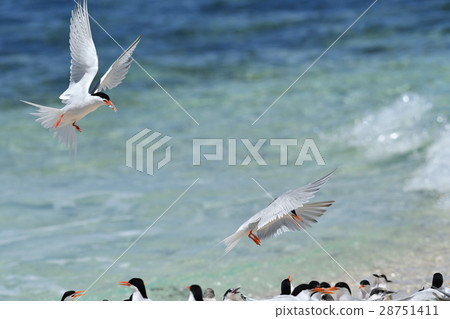 紅燕鷗 28751411