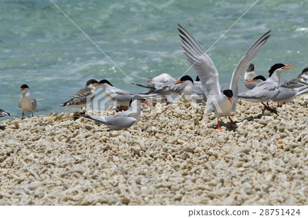 Venice Venice 28751424