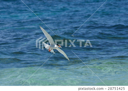 Venice who flies while holding small fish 28751425