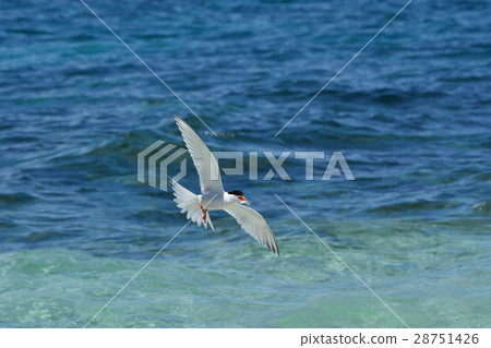 Venice who flies while holding small fish Venice who flies while holding small fish 28751426