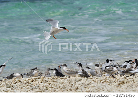 Vennadia和幼鳥 28751450