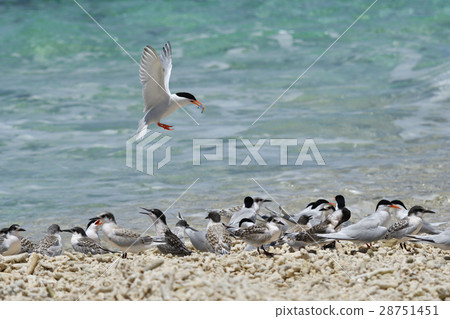 Parent veneered to feed and child waiting for bait veneered Parent veneered to feed and child waiting for bait veneered 28751451