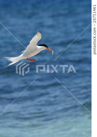 Venice who picked a small sardine 28751461