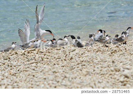 Vennadia and young birds Vennadia and young birds 28751465