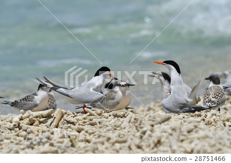 Vennadia and young birds Vennadia and young birds 28751466