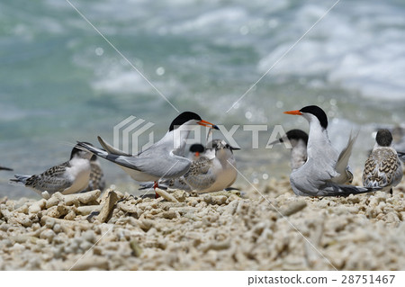 Vennadia and young birds Vennadia and young birds 28751467