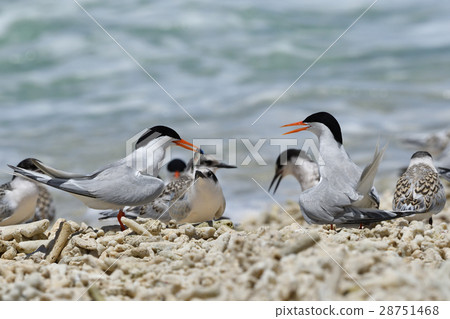 Vennadia and young birds 28751468