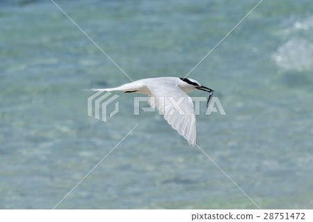 Eriro Tern捕捉小魚 28751472