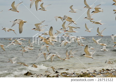 Veniasis群 28751522