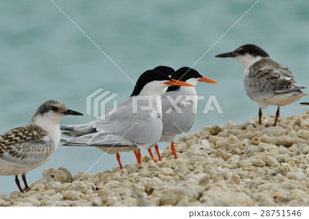 Vennadia and young birds 28751546