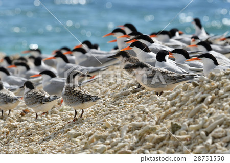 Flock of Veniasis 28751550