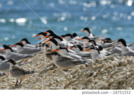 Flock of Veniasis 28751552