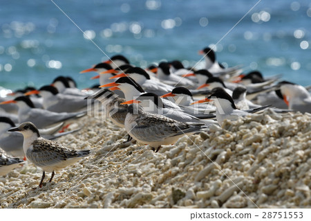 Flock of Veniasis 28751553