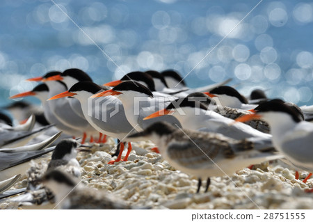 Vennadia and young birds 28751555