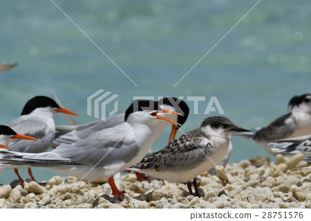Venice Venice 28751576