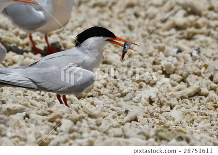 Veni's sashi with small sardines 28751611