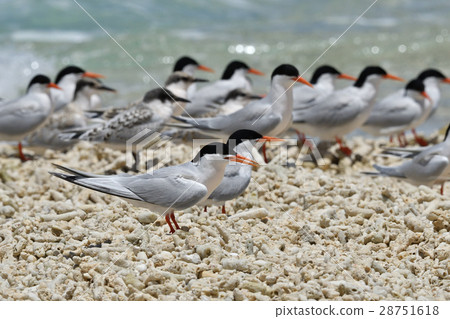 Flock of Veniasis 28751618