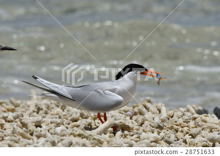 Venice with small fish 28751633
