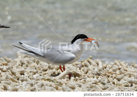 威尼斯與小魚 28751634